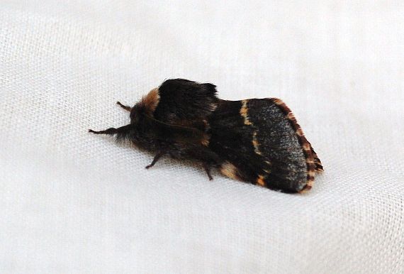  December Moth 